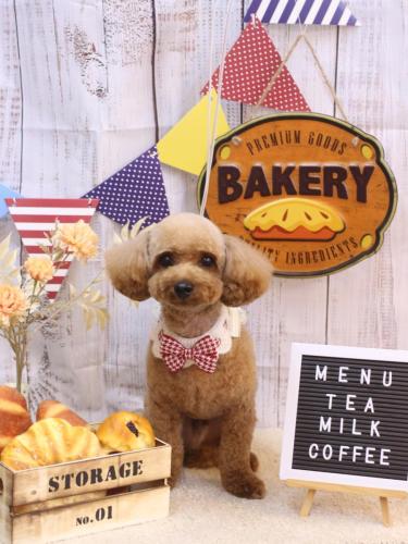 20240919シェリーくん